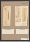 Frustulia lewisiana (Grev.) De-Toni (de-Toni-Nr.: Genus 19, Species 1161) Zeichnungen Sammlung Grunow Nr. 2267 (NHMW-BOT-W0369378)